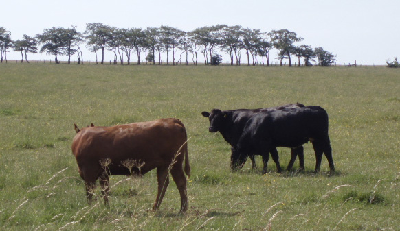 Changing cattle fields to forests could tackle climate change Changing cattle fields to forests could tackle climate change