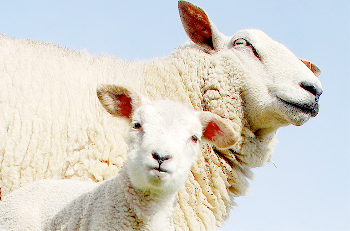 Vets warn farmers over liver fluke risks Vets warn farmers over liver fluke risks