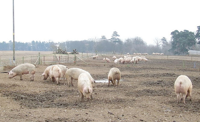 Disease causing pork shortages around the world, report says Disease causing pork shortages around the world, report says