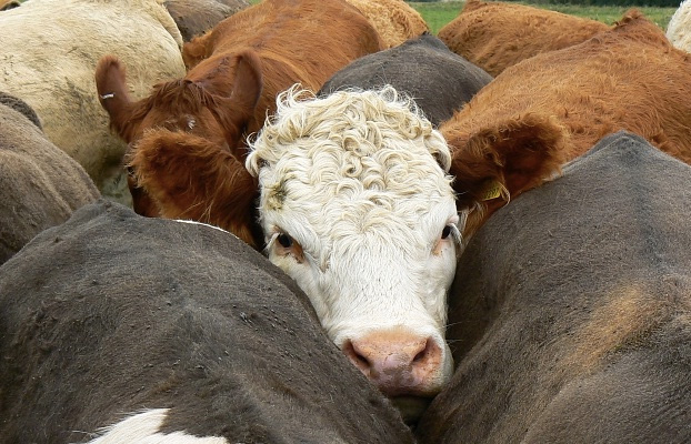 Pressure builds on Scottish beef prices Pressure builds on Scottish beef prices