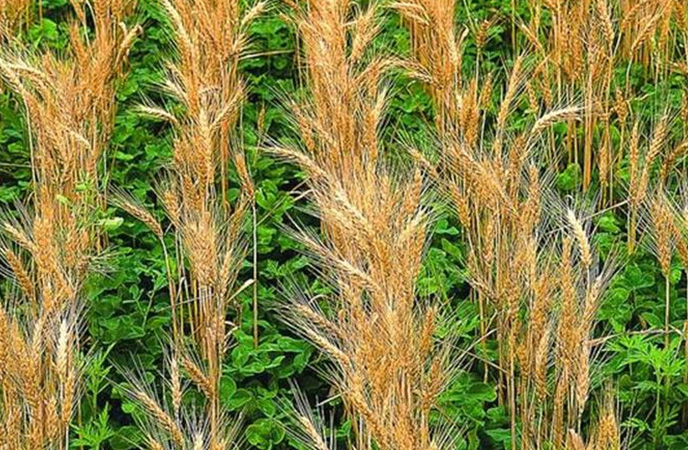 Collaborative roots could reduce reliance on phosphorus fertilisers Collaborative roots could reduce reliance on phosphorus fertilisers