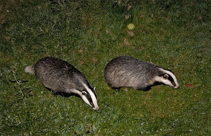 Anti-badger cull march to take place in Dorchester Anti-badger cull march to take place in Dorchester