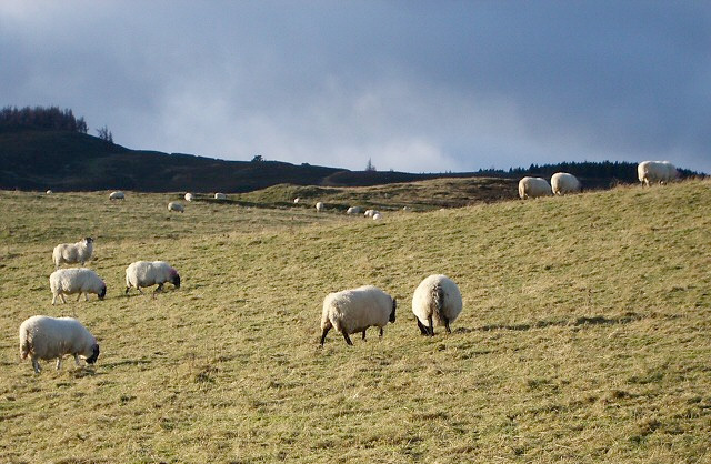 Sheep breed societies focus on meeting market demand Sheep breed societies focus on meeting market demand