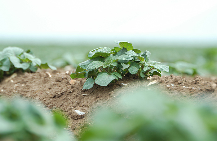 Potatoes emerge to perfect storm of b<a href='javascript:void(0)' class='keyword' id='32' style='text-decoration:underline;color:blue' >light</a> pressure Potatoes emerge to perfect storm of b<a href='javascript:void(0)' class='keyword' id='32' style='text-decoration:underline;color:blue' >light</a> pressure