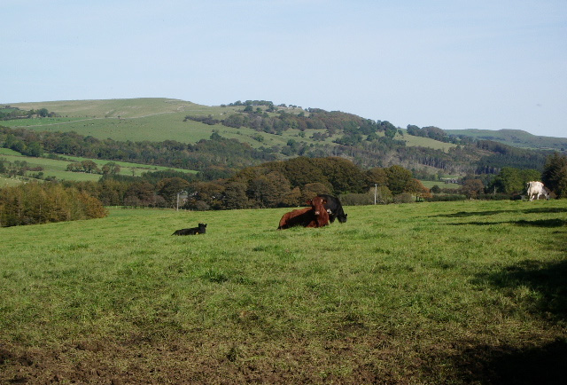 Call for stronger TB surveillance for camelids Call for stronger TB surveillance for camelids