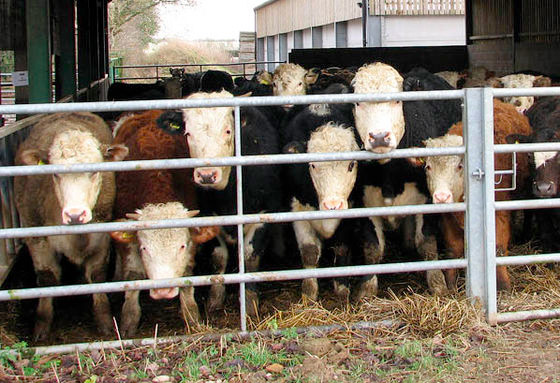 Liver fluke affecting one in four cattle Liver fluke affecting one in four cattle