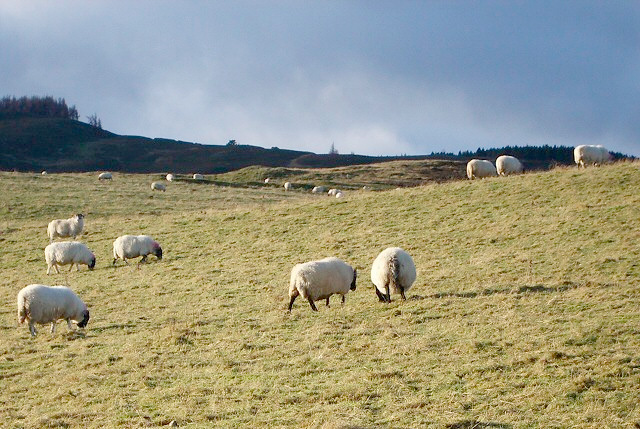 Dog owners warned over rise in sheep worrying Dog owners warned over rise in sheep worrying