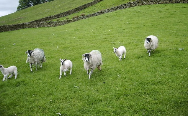Farmers need to stay alert to sheep scab Farmers need to stay alert to sheep scab