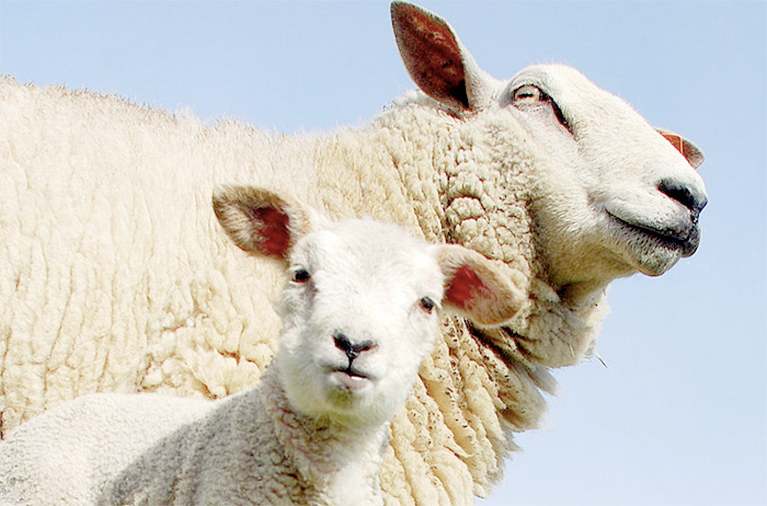 £23m annual bill 'burdening sheep farmers', MEPs told £23m annual bill 'burdening sheep farmers', MEPs told