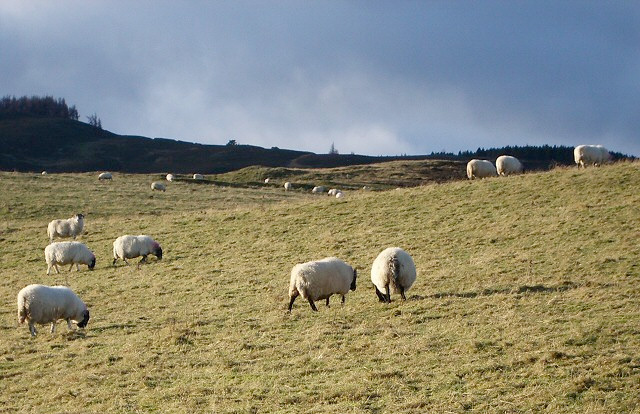 Lamb prices hold firm as new season gets underway Lamb prices hold firm as new season gets underway