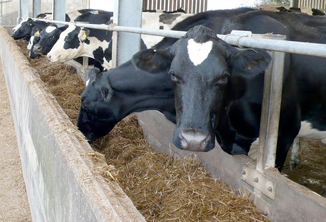 First Milk cuts price as downward dairy trend continues First Milk cuts price as downward dairy trend continues