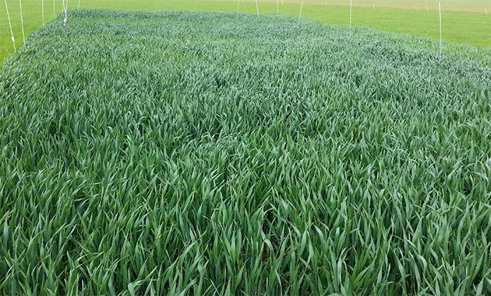 Hungry crops and high disease pressure prove challenging for student teams Hungry crops and high disease pressure prove challenging for student teams