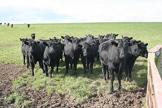 Farmers frustrated at drop in beef price Farmers frustrated at drop in beef price