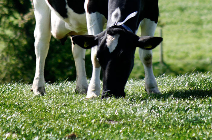 New mixture 'will help UK livestock farmers improve profitability' New mixture 'will help UK livestock farmers improve profitability'