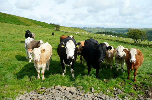 Beef 'top of the agenda' for UK farming unions Beef 'top of the agenda' for UK farming unions
