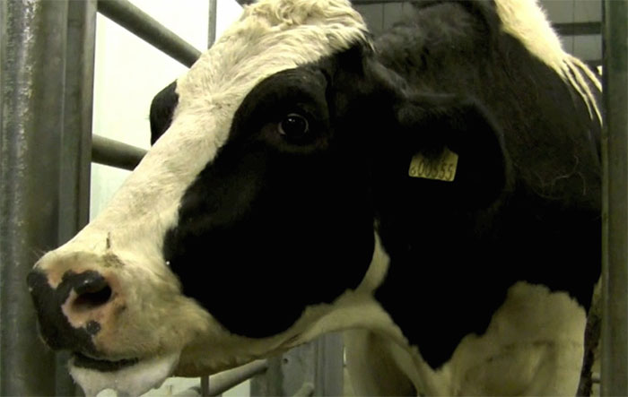 Cattle farmers should be alert to lungworm Cattle farmers should be alert to lungworm