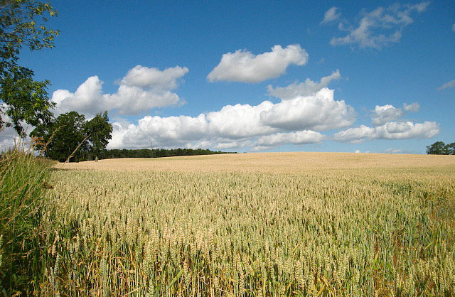 UK food production ‘flat lining’ as EU over-regulation continues UK food production ‘flat lining’ as EU over-regulation continues
