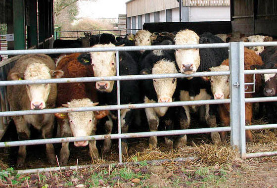 New measures announced to help tackle bovine TB New measures announced to help tackle bovine TB