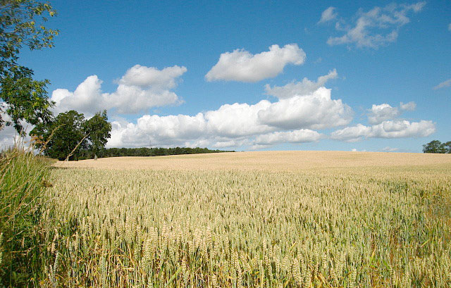 GM crops could be planted in the UK next year GM crops could be planted in the UK next year