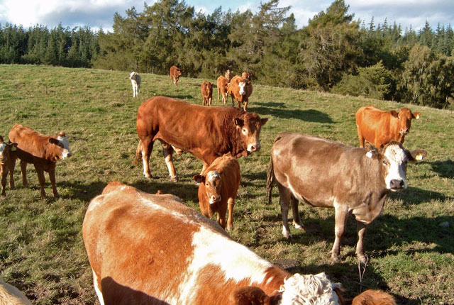 Negotiations begin for £120m China beef and lamb export deal Negotiations begin for £120m China beef and lamb export deal