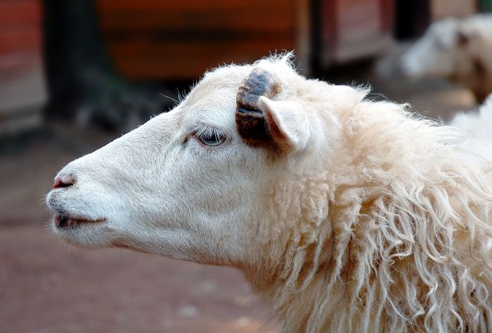 A sheep’s early life experiences can shape behaviour in later life A sheep’s early life experiences can shape behaviour in later life