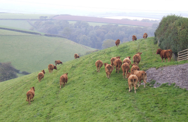 Beef summit high<a href='javascript:void(0)' class='keyword' id='14' style='text-decoration:underline;color:blue' ><a href='javascript:void(0)' class='keyword' id='32' style='text-decoration:underline;color:blue' >light</a>s</a> industry challenges Beef summit high<a href='javascript:void(0)' class='keyword' id='14' style='text-decoration:underline;color:blue' ><a href='javascript:void(0)' class='keyword' id='32' style='text-decoration:underline;color:blue' >light</a>s</a> industry challenges