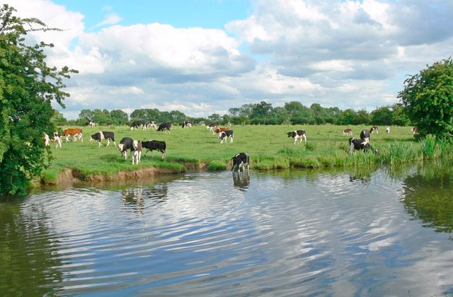 First national model for Bovine TB calls for more focus on cattle First national model for Bovine TB calls for more focus on cattle