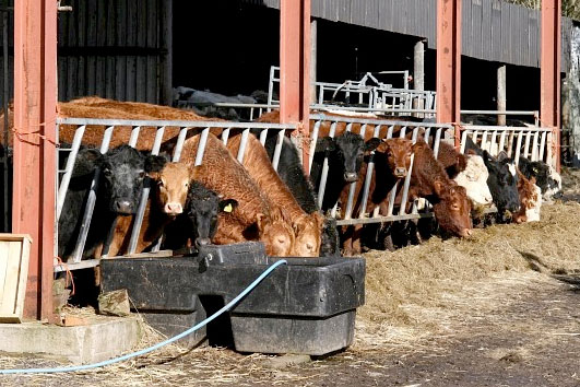Farming family journey 'to hell and back' over positive TB test Farming family journey 'to hell and back' over positive TB test