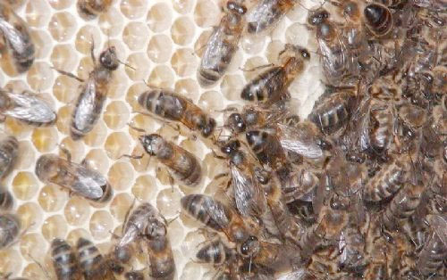 Public urged to help support our bees’ needs Public urged to help support our bees’ needs