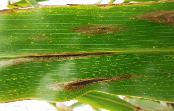 Protect maize before it gets too tall Protect maize before it gets too tall