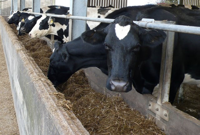 Dairy Crest announces price cut from September Dairy Crest announces price cut from September