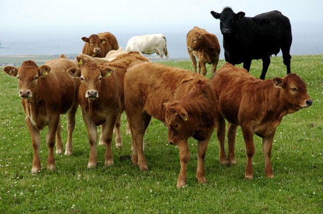 Lib Dems warn over collapsing beef prices Lib Dems warn over collapsing beef prices