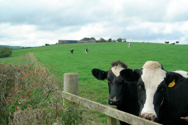 TB ranked as greatest constraint for dairy farmers TB ranked as greatest constraint for dairy farmers