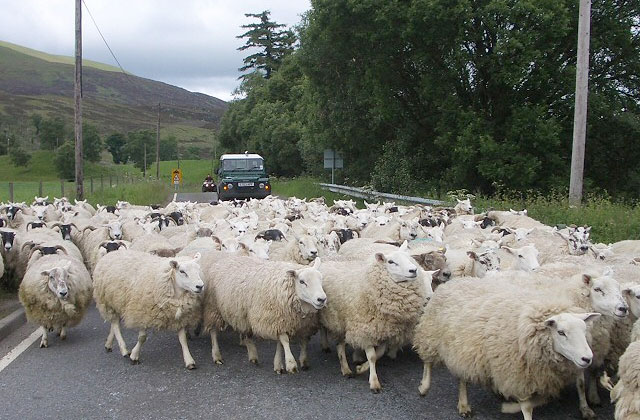 Yearbook highlights strong year for sheep meat exports Yearbook highlights strong year for sheep meat exports