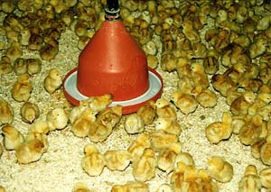 Vaccinating against coccidiosis Vaccinating against coccidiosis