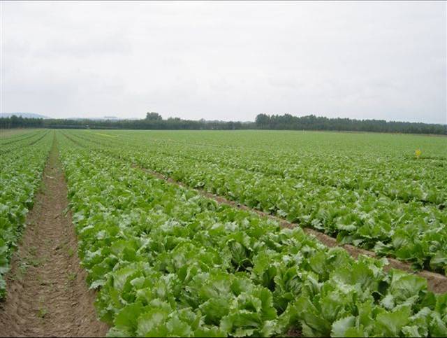 A broader list of crops for Rovral WDG A broader list of crops for Rovral WDG