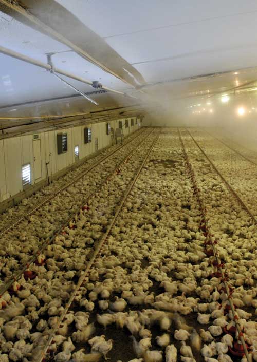 Cooling reduces bird mortality in Shepton Mallet Cooling reduces bird mortality in Shepton Mallet