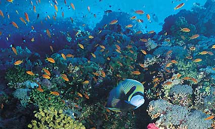 Blue Reef Aquarium and IMAX 3D Cinema Blue Reef Aquarium and IMAX 3D Cinema