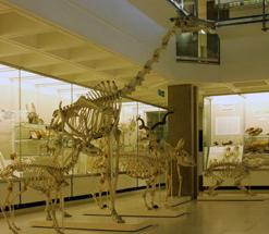 University Museum of Zoology University Museum of Zoology