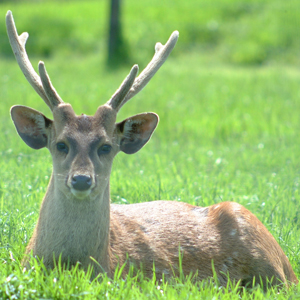 Scottish Deer Centre Scottish Deer Centre