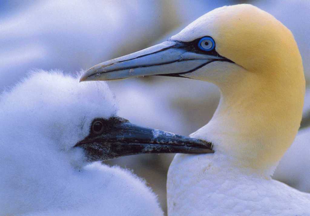 Scottish Seabird Centre Scottish Seabird Centre