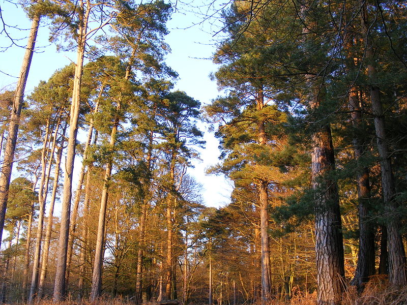 New Forest New Forest