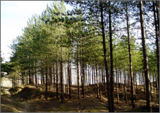 Newborough Forest Newborough Forest