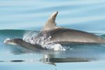 Seamor Dolphin Research Boat Trips Seamor Dolphin Research Boat Trips