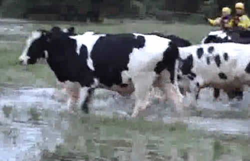 RSPCA Cow Rescue RSPCA Cow Rescue