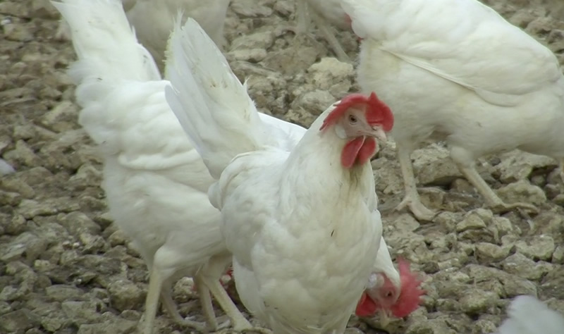 Eggs for Processing Eggs for Processing