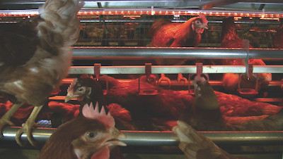 New multi-tier units delight free range producer New multi-tier units delight free range producer