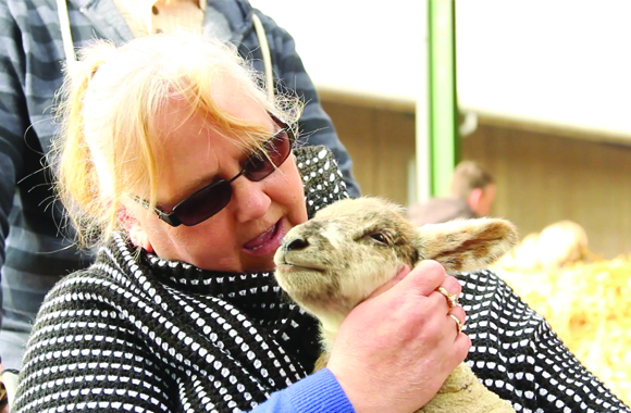 Lambing Sunday event at Bishop Burton College Lambing Sunday event at Bishop Burton College