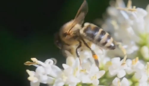BASF and NOD Apiary Products partner for bee health