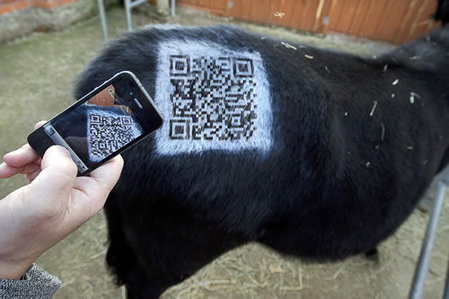 QR Cow QR Cow